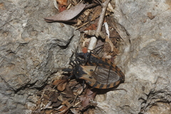 Triatoma dimidiata