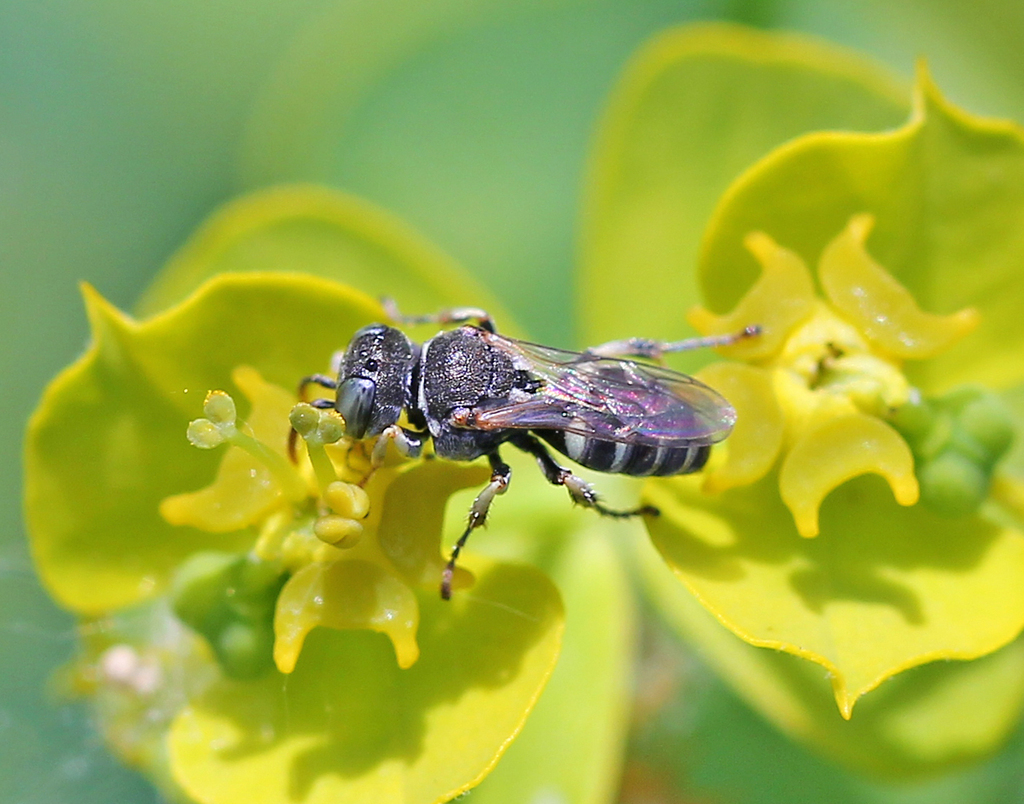 Oxybelus variegatus