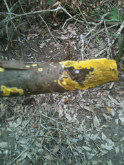 Trichoderma sulphureum