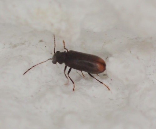 Ernobius angusticollis