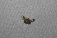 Idaea asceta