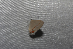 Electrostrymon hugon