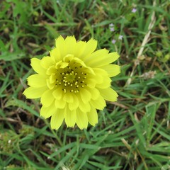 Pyrrhopappus pauciflorus