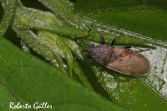 Oxycarenus hyalinipennis