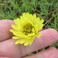 Pyrrhopappus pauciflorus