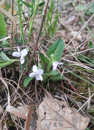 Viola gmeliniana, photograph 6
