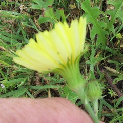 Pyrrhopappus pauciflorus