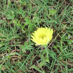Pyrrhopappus pauciflorus
