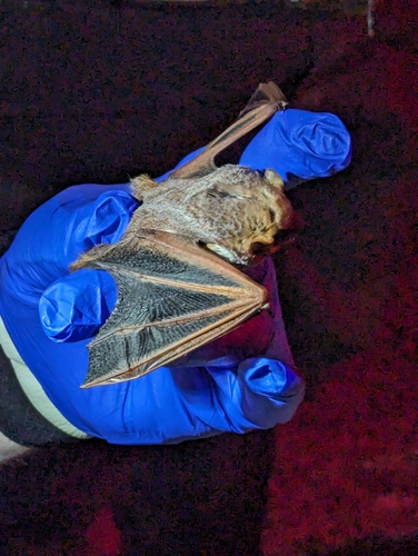 Seminole Bat