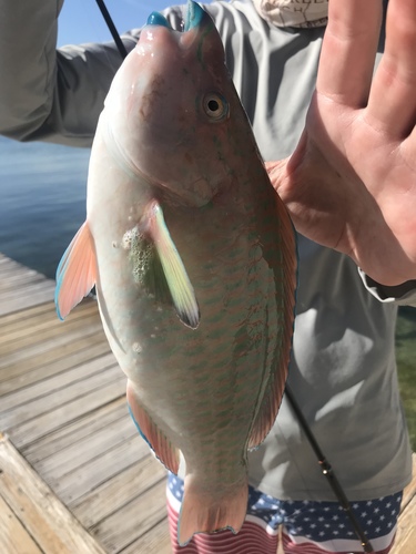 Scarus guacamaia