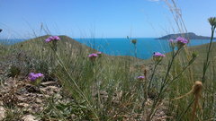 Dianthus pseudarmeria