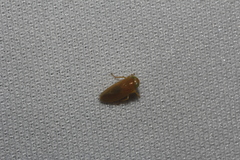 Coelidia