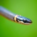 Southern Ringneck Snake - Photo (c) Janson Jones, some rights reserved (CC BY-NC)