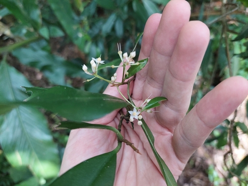 Image of Pentagonous Ardisia (Ardisia quinquegona) by (c) Jason, some rights reserved (CC BY)