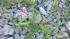 Apocynum venetum