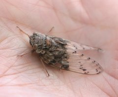 Platypleura badia
