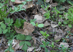 Impatiens parviflora