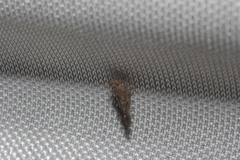 Colpopterinae
