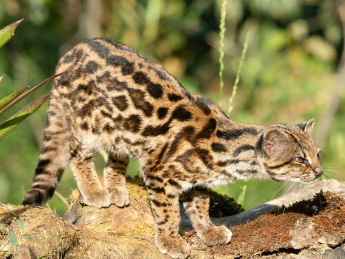 Clouded Tiger-Cat