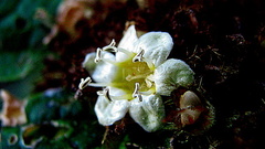 Cordia nodosa