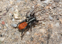 Castianeira occidens