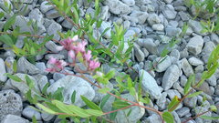 Apocynum venetum