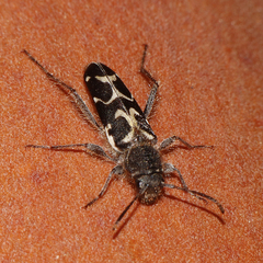 Neoclytus conjunctus