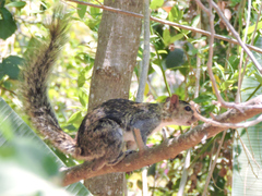 Sciurus colliaei