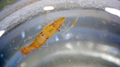 Leander tenuicornis