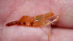 Leander tenuicornis
