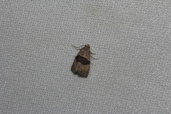 Cobubatha lixiva