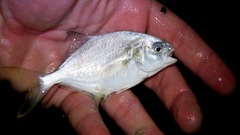 Trachinotus carolinus