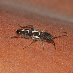 Neoclytus conjunctus