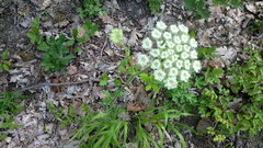Silphiodaucus hispidus
