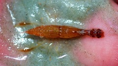 Leander tenuicornis