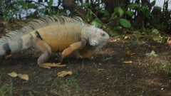 Iguana