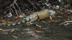 Iguana