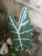 Alocasia amazonica