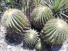 Ferocactus echidne