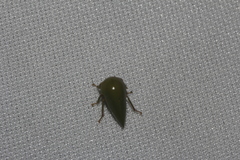 Stictopelta marmorata