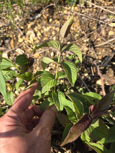 Image of Monarda bradburyana by (c) Edie, some rights reserved (CC BY)