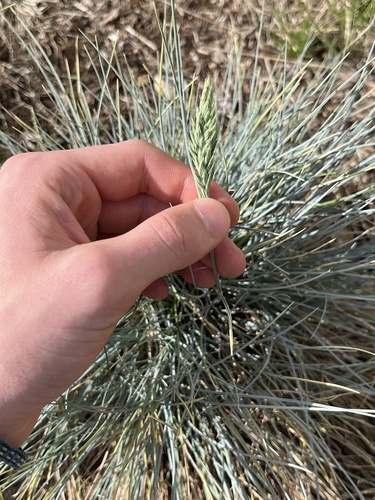 Fétuque glauca 3