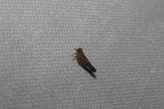 Colpopterinae