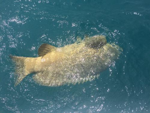 Epinephelus itajara