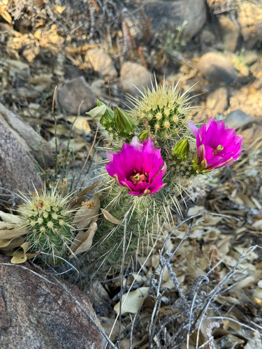 Echinocereus ledingii