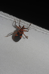 Pseudozelurus superbus