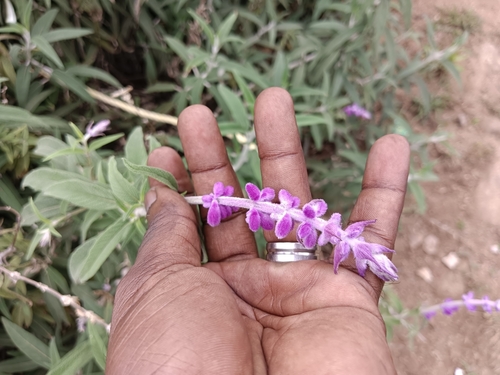 Salvia leucantha