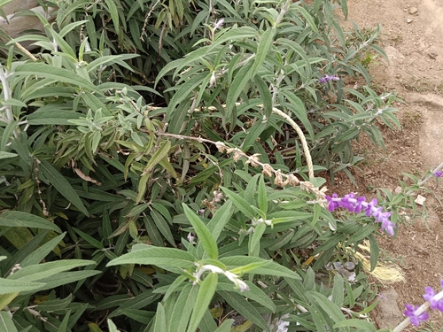 Salvia leucantha