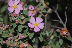 Cistus parviflorus