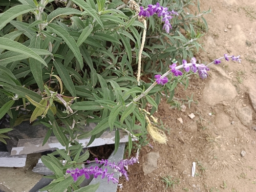 Salvia leucantha